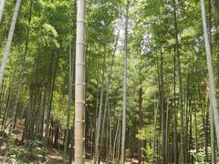 -宝界山林公园
