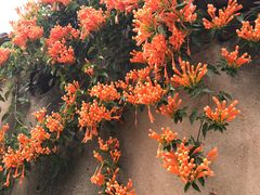 -阿侬盐焗鸡(清澜店)