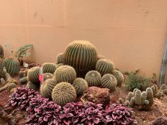 -正佳雨林生态植物园