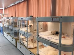 -翊宠yipet猫狗购宠庄园犬舍•猫舍