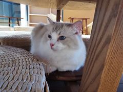 -瞄一喵猫咖(格力海岸店)