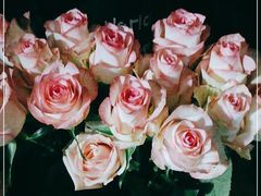 -FEI FEI FLOWER鲜花店·气球派对·宝宝宴布置(虹口德必运动Loft店)