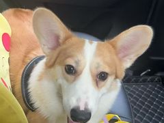 -翊宠yipet猫狗购宠庄园犬舍•猫舍