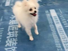 -瑞鹏宠物医院·爱宠堂·骨外专科(西荷分院)