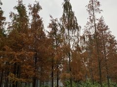-重庆彩云湖湿地公园