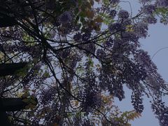 -长安文化生态公园