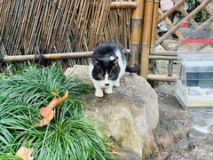 -静安公园(静安寺街道)