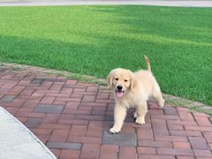 -翊宠yipet猫狗购宠庄园犬舍•猫舍