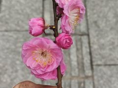 -汤山公园