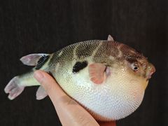 -永安鱼庄·镇江菜(东吴路店)