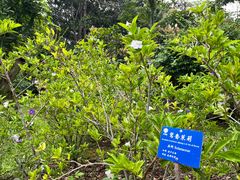 -中国科学院西双版纳热带植物园