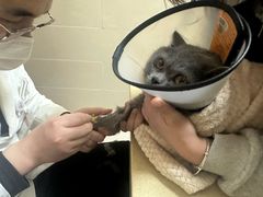 -艾贝尔宠物医院 ·内科全科(梁溪路店)