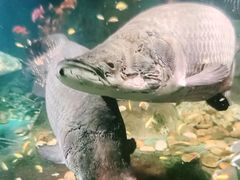 -嘉兴海底世界