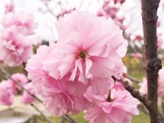 -天适樱花悠乐园