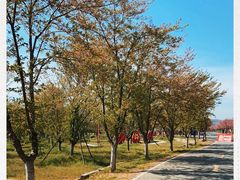 -天王浮山樱花园