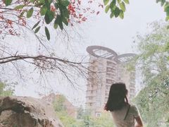 -神仙树公园