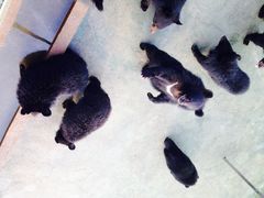 iphone_upload_pic-东方熊牧场