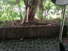 -北海金海湾红树林生态旅游区