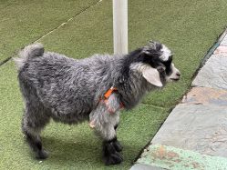 -萌宠亲子动物乐园(槐房万达店)