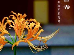 -西安大兴善寺