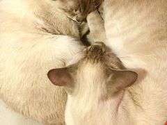 -Cappucimeow猫咪咖啡馆(韦伯时代店)