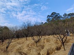 -南国桃园旅游度假区