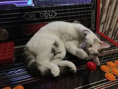 -AOE 火焰 剧本密室狼人杀