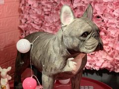 -百好乐宠物友好餐厅(朝外大街店)