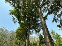 -合肥滨湖国家森林公园