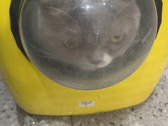 -四月宠物医院·猫专科·心脏专科·内科(转塘店)