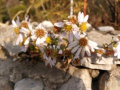 -静之湖湖畔餐厅