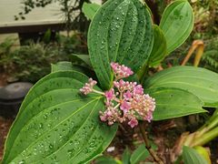 -热带雨林自然公园