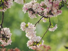 -海棠花溪(元大都城垣遗址公园)