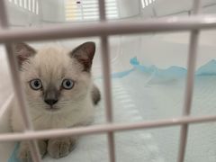 -爱诺耐芙动物医院(万博店)