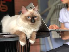 -喵屿·大理花园猫咖