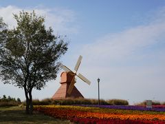 -杭州湾海上花田景区
