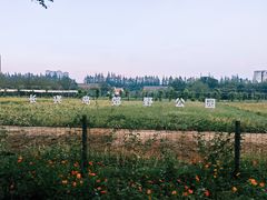 -上海长兴岛郊野公园