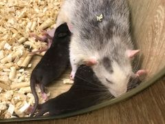 -藦茜花园宠物主题亲子互动体验馆(国顺东路店)