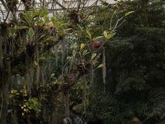 -昆明植物园