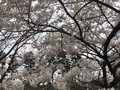 -名古屋城