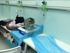 -纳吉亚猫专科动物诊疗中心(蒋宅口分院)
