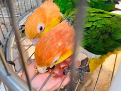 -南宫五洲植物乐园