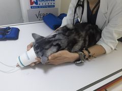 -美联众合动物医院·24h转诊中心