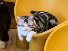 -有喵·猫咖·狗咖·30几只猫10只小狗(岗厦店)