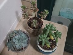 -秦美花卉(天朗·莱茵小城2期店)