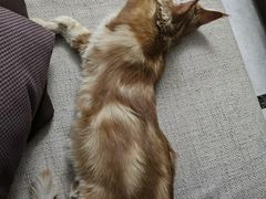 -comecome来吧宠物(奥克斯中心店)