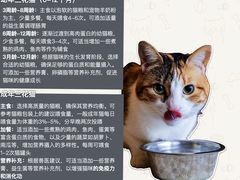 -翊宠yipet猫狗购宠庄园犬舍•猫舍