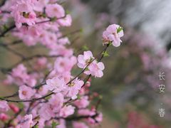 -西安浐灞国家湿地公园