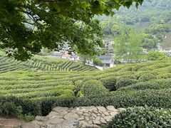 -龙井壹号·茶缘山景宴(龙井村店)