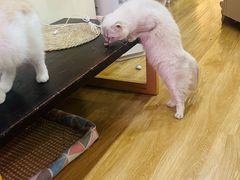 -滚猫咖啡·猫咖·猫友好撸猫(未来城店)
